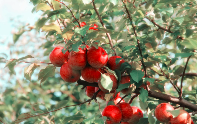 Foto: Elizabeth Tr. Armstrong, pexels.com